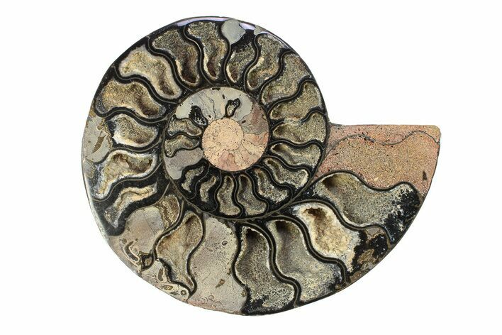 Cut & Polished Ammonite Fossil (Half) - Unusual Black Color #281428